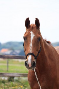 boubina (1)